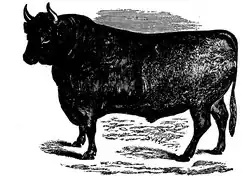 Dessin en noir et blanc d'un taureau.