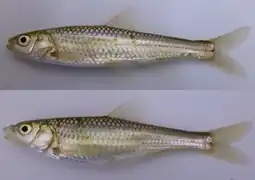 Gnathopogon caerulescens