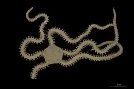 Amphipholis similis