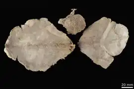Anseropoda grandis