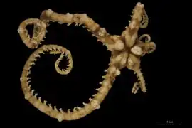 Astroceras mammosum