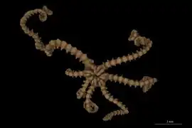 Astroceras nodosum