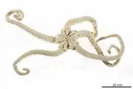 Astrochele pacifica