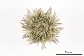 Lytechinus panamensis