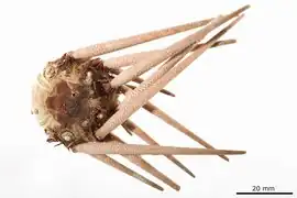Stylocidaris rufa