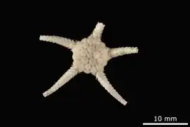 Amphiophiura pertusa  (NHMD)