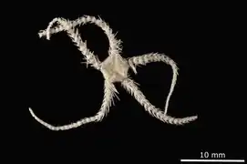Ophiacantha baccata