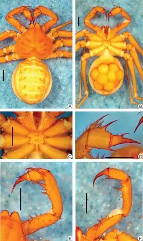 Description de l'image Charinus bonaldoi (10.1371-journal.pone.0148277) Figure 6.tiff.