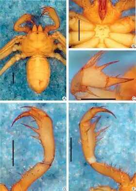 Description de l'image Charinus orientalis (10.1371-journal.pone.0148277) Figure 9.tiff.