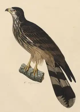 Description de l'image Pernis longicauda - 1825-1839 - Print - Iconographia Zoologica - Special Collections University of Amsterdam - (cropped).tif.