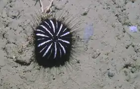 Araeosoma thetidis en Nouvelle-Zélande (188&nbsp;m de profondeur).