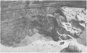 Dernière photographie d'un lion de l'Atlas sauvage au Maroc, prise en 1925 par Marcelin Flandrin.