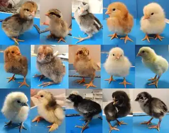 Des poussins de différentes races et de plumages variés.