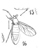 P. livida mâle ♂.
