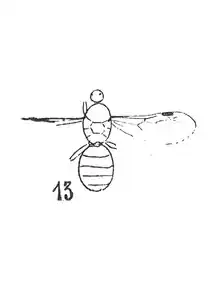 Formica alsatica éch R39 x3 p. 215 Pl. XV.
