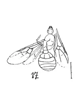 Euponera calcarea 1937 Nicolas Théobald holotype R147  pl. XIII p. 198 Insectes du Sannoisien de Kleinkembs.