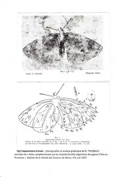 N.THEOBALD, Fig. 5 Aquisextana irenaei, Photographie et interprétation graphique de 1937.