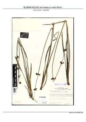 Description de l'image ALISMATACEAE Echinodorus martii Michx., MPEG (MG092854).pdf.