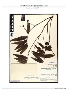 Description de l'image ANNONACEAE Guatteria alutacea Diels, MPEG (MG035057).pdf.