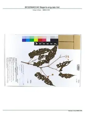 Description de l'image BEGONIACEAE Begonia angulata Vell, INMA (MBML041954).pdf.