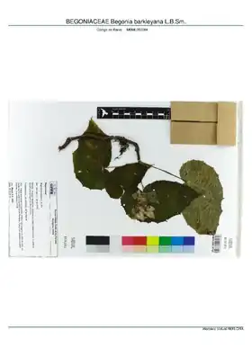 Description de l'image BEGONIACEAE Begonia barkleyana L.B.Sm, INMA (MBML050084).pdf.