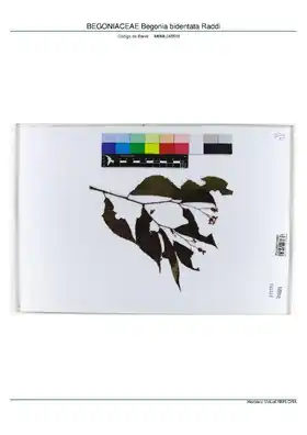 Description de l'image BEGONIACEAE Begonia bidentata Raddi, INMA (MBML045518).pdf.