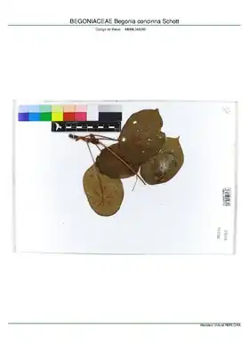 Description de l'image BEGONIACEAE Begonia concinna Schott, INMA (MBML048296).pdf.