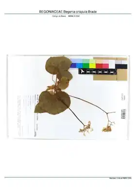 Description de l'image BEGONIACEAE Begonia crispula Brade, INMA (MBML021842).pdf.