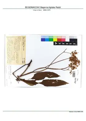 Description de l'image BEGONIACEAE Begonia digitata Raddi, INMA (MBML004575).pdf.