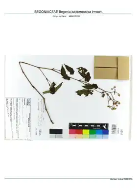 Description de l'image BEGONIACEAE Begonia isopterocarpa Irmsch, INMA (MBML050086).pdf.