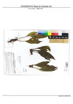 Description de l'image BEGONIACEAE Begonia lanceolata Vell, INMA (MBML041949).pdf.