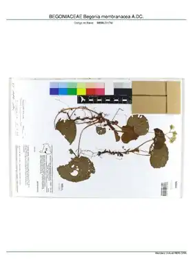 Description de l'image BEGONIACEAE Begonia membranacea A.DC, INMA (MBML031742).pdf.