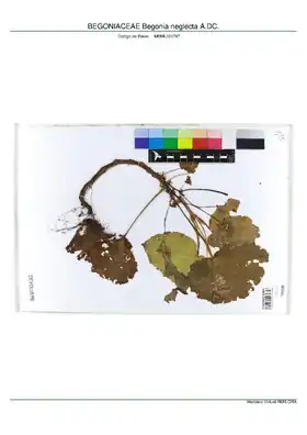 Description de l'image BEGONIACEAE Begonia neglecta A.DC, INMA (MBML031747).pdf.