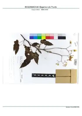 Description de l'image BEGONIACEAE Begonia rufa Thunb, INMA (MBML046538).pdf.