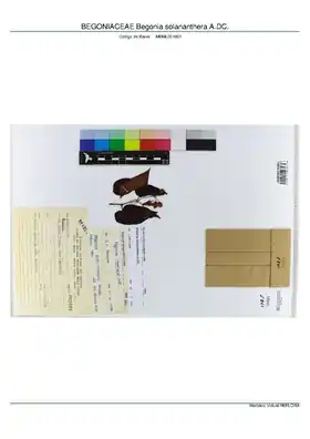 Description de l'image BEGONIACEAE Begonia solananthera A.DC, INMA (MBML001861).pdf.