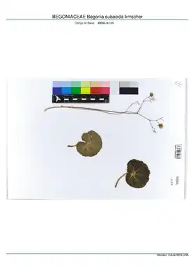Description de l'image BEGONIACEAE Begonia subacida Irmscher, INMA (MBML041182).pdf.