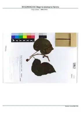 Description de l'image BEGONIACEAE Begonia toledoana Handro, INMA (MBML049004).pdf.
