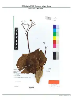 Description de l'image BEGONIACEAE Begonia velata Brade, INMA (MBML038988).pdf.