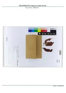 Description de l'image BEGONIACEAE begonia bradei Irsmch, INMA (MBML049113).pdf.
