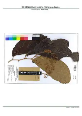Description de l'image BEGONIACEAE begonia hookeriana Gardn, INMA (MBML040468).pdf.