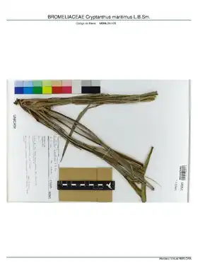 Description de l'image BROMELIACEAE Cryptanthus maritimus L.B.Sm, INMA (MBML041105).pdf.
