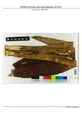 Description de l'image BROMELIACEAE aechmea castanea L.B.Smith, INMA (MBML009783).pdf.