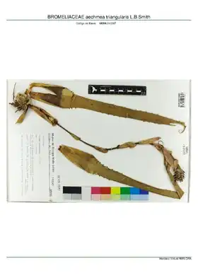Description de l'image BROMELIACEAE aechmea triangularis L.B.Smith, INMA (MBML010297).pdf.