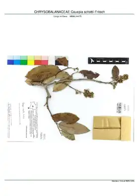 Description de l'image CHRYSOBALANACEAE Couepia schottii Fritsch, INMA (MBML044175).pdf.