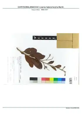 Description de l'image CHRYSOBALANACEAE Licania heteromorpha Benth, INMA (MBML028817).pdf.