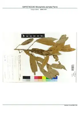 Description de l'image SAPOTACEAE Micropholis compta Pierre, INMA (MBML009837).pdf.